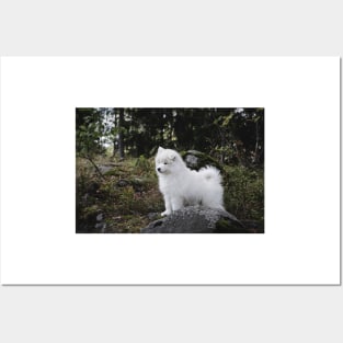 Samoyed dog puppy in the forest Posters and Art